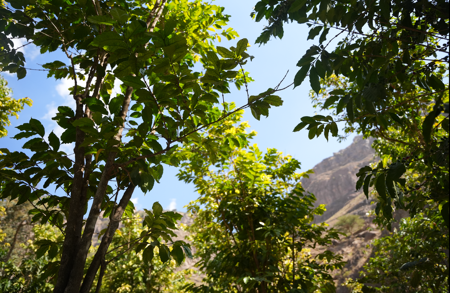Les montagnes d’Ans - CAFÉ YEMEN