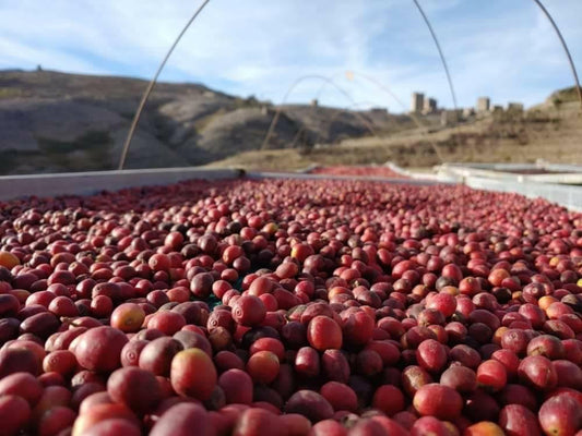 Différence entre Arabica et Robusta : lequel choisir pour son café ?